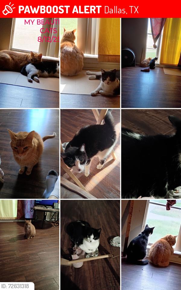 Lost Male Cat last seen Red cloud drive , Dallas, TX 75217
