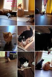 Lost Male Cat last seen Red cloud drive , Dallas, TX 75217