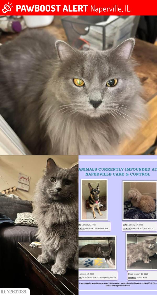 Lost Male Cat last seen Taken to Naperville Animal Control (from 3204 S Route 59 24 Hr Emergency Vet VEG ER), Naperville, IL 60540