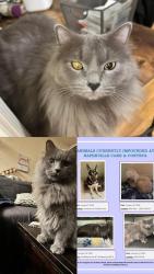 Lost Male Cat last seen Taken to Naperville Animal Control (from 3204 S Route 59 24 Hr Emergency Vet VEG ER), Naperville, IL 60540