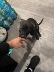 Found/Stray Female Dog last seen Allegheny Aramingo , Philadelphia, PA 19134
