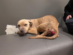 Found/Stray Female Dog last seen Hummingbird place, Fayetteville, NC 28312