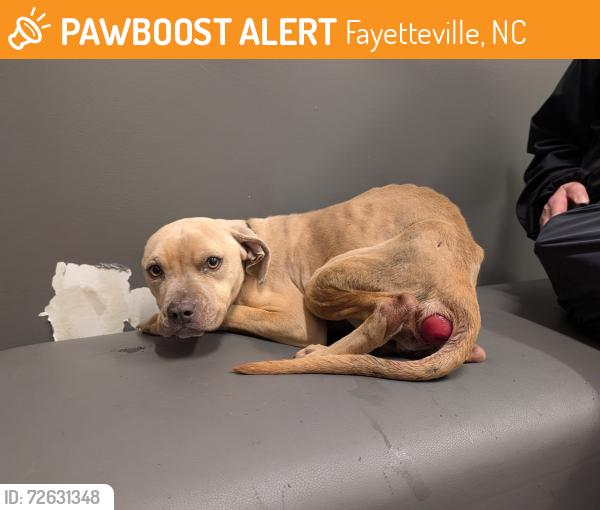 Found/Stray Female Dog last seen Hummingbird place, Fayetteville, NC 28312