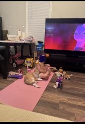 Lost Male Cat last seen Near welcome ave Norwood, pa 19074, Norwood, PA 19074