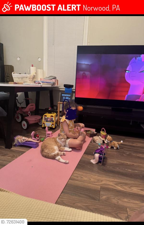 Lost Male Cat last seen Near welcome ave Norwood, pa 19074, Norwood, PA 19074