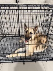 Found/Stray Female Dog last seen Cesar Cordova Pl, El Paso, TX 79938