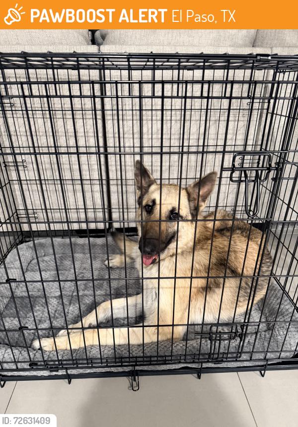 Found/Stray Female Dog last seen Cesar Cordova Pl, El Paso, TX 79938