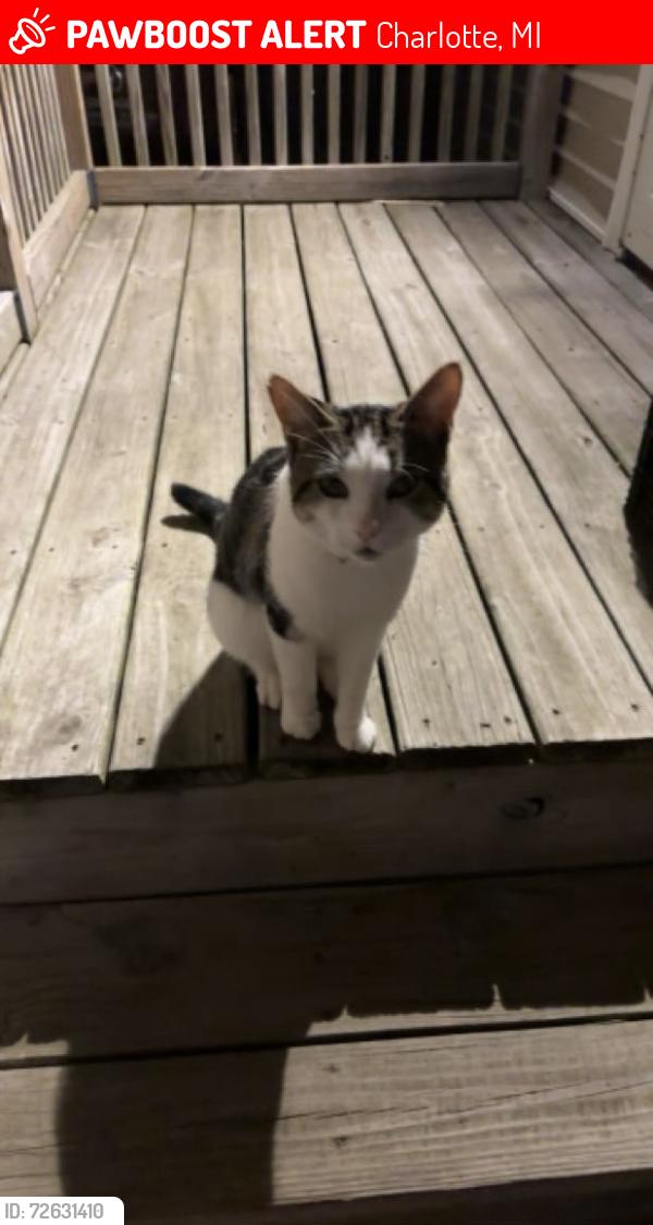 Lost Male Cat last seen Walnut St & Lincoln St or any surrounding area, Charlotte, MI 48813