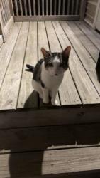 Lost Male Cat last seen Walnut St & Lincoln St or any surrounding area, Charlotte, MI 48813