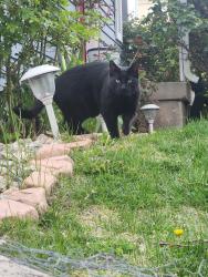 Lost Male Cat last seen Near Thomas Jefferson Middle school, Kearns, UT 84118
