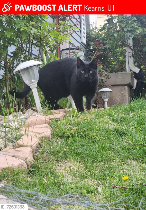 Lost Male Cat last seen Near Thomas Jefferson Middle school, Kearns, UT 84118