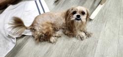 Found/Stray Female Dog last seen Down the road from city park , Atlanta, TX 75551