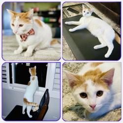 Lost Male Cat last seen Hillside Meadows Neighborhood, Lakeside, CA 92040