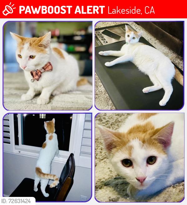 Lost Male Cat last seen Hillside Meadows Neighborhood, Lakeside, CA 92040