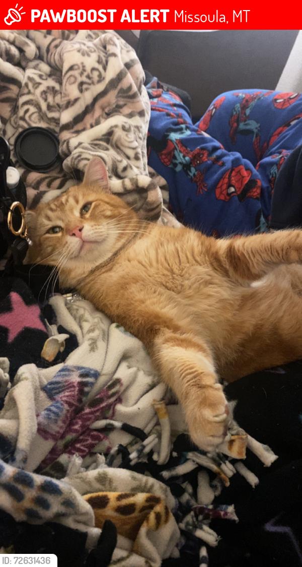 Lost Male Cat last seen Koa, Missoula, MT 59808