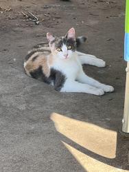 Found/Stray Female Cat last seen West kilpatrick ave, Cleburne, Texas , Cleburne, TX 76033