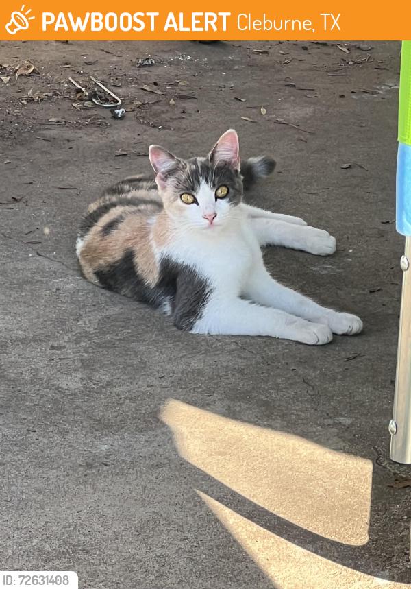 Found/Stray Female Cat last seen West kilpatrick ave, Cleburne, Texas , Cleburne, TX 76033