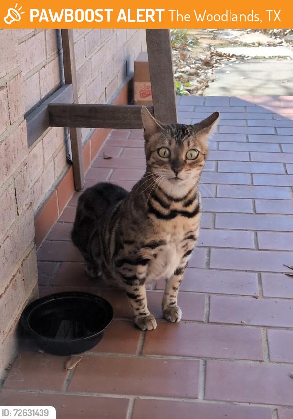 Found/Stray Female Cat last seen Silkbay place at Alden bridge , The Woodlands, TX 77382