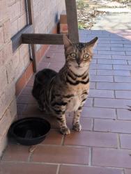 Found/Stray Female Cat last seen Silkbay place at Alden bridge , The Woodlands, TX 77382