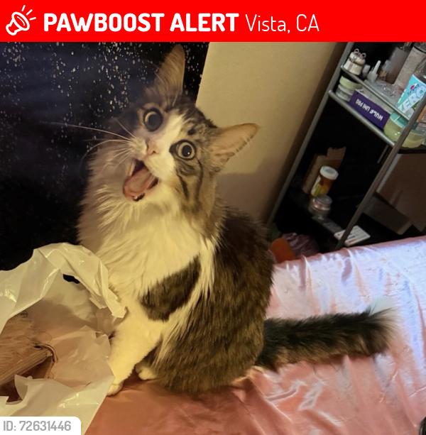 Lost Male Cat last seen Albertsons, Vista, CA 92081