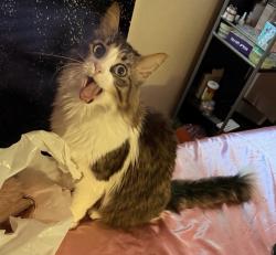 Lost Male Cat last seen Albertsons, Vista, CA 92081