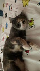 Lost Female Cat last seen anywhere is possible, Cayce, SC 29033