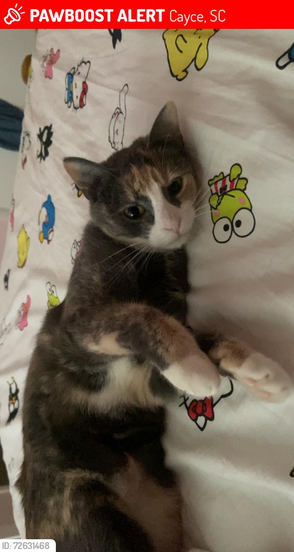 Lost Female Cat last seen anywhere is possible, Cayce, SC 29033