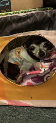 Lost Female Dog last seen Near grant lane 33033, Homestead, FL 33033
