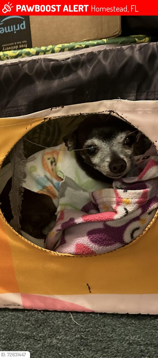 Lost Female Dog last seen Near grant lane 33033, Homestead, FL 33033