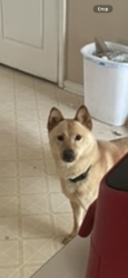 Lost Female Dog last seen Farington , Stonecrest, GA 30038