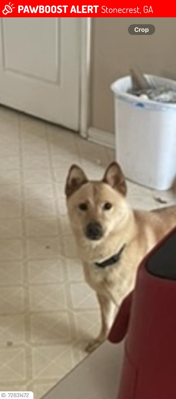 Lost Female Dog last seen Farington , Stonecrest, GA 30038