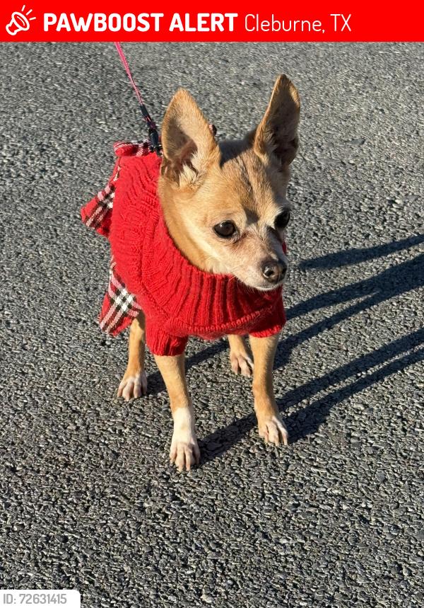 Lost Female Dog last seen Spring Creek, Cleburne, TX 76031