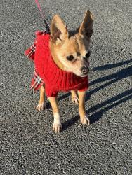 Lost Female Dog last seen Spring Creek, Cleburne, TX 76031