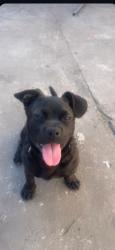 Lost Male Dog last seen Near hinckley rd, Orlando, FL 32818
