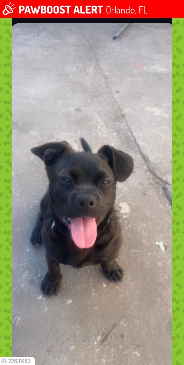 Lost Male Dog last seen Near hinckley rd, Orlando, FL 32818