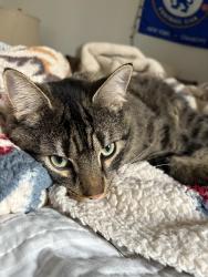 Lost Male Cat last seen 132nd and Sunnyside , Happy Valley, OR 97086