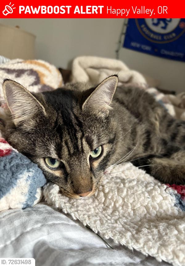 Lost Male Cat last seen 132nd and Sunnyside , Happy Valley, OR 97086