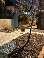 Found/Stray Unknown Dog last seen A street away from THE whale , Salt Lake City, UT 84105