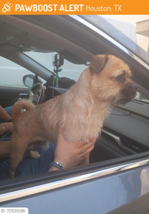 Found/Stray Male Dog last seen IH59, Houston, TX 77032