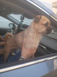 Found/Stray Male Dog last seen IH59, Houston, TX 77032