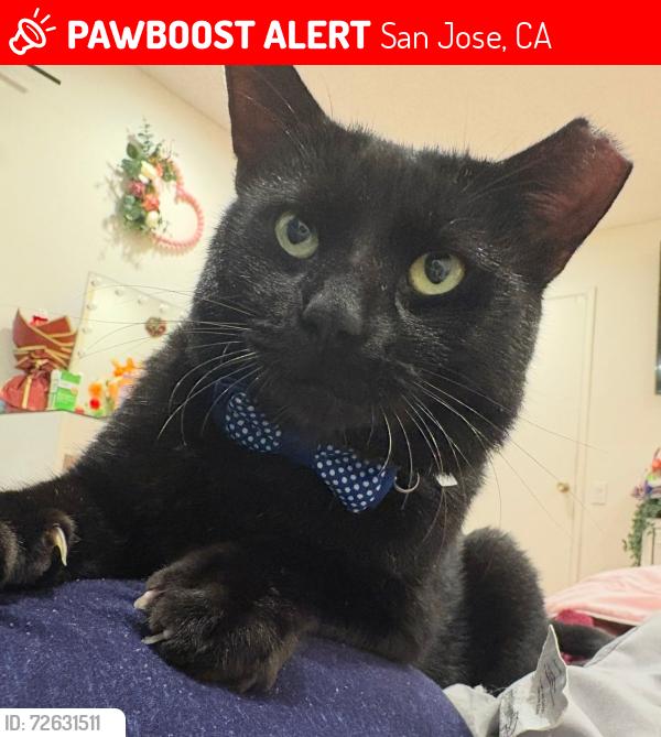 Lost Male Cat last seen Summerside Dr, San Jose, CA 95122, San Jose, CA 95138