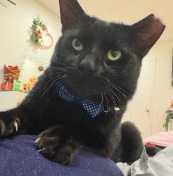Lost Male Cat last seen Summerside Dr, San Jose, CA 95122, San Jose, CA 95138