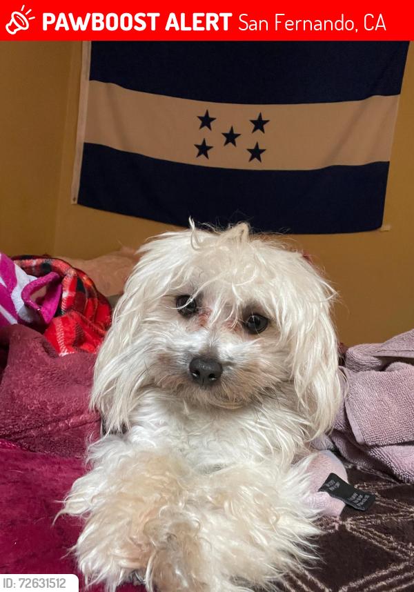Lost Male Dog last seen Parque , San Fernando, CA 91340