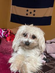 Lost Male Dog last seen Parque , San Fernando, CA 91340