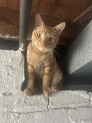 Lost Male Cat last seen Near Vanderveen Ave holland mi 49424, Holland, MI 49424