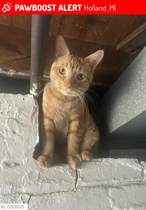 Lost Male Cat last seen Near Vanderveen Ave holland mi 49424, Holland, MI 49424