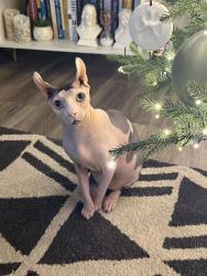 Lost Male Cat last seen Braud and Germany, Prairieville, LA 70769