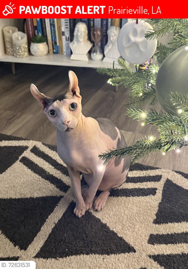 Lost Male Cat last seen Braud and Germany, Prairieville, LA 70769