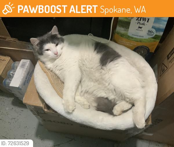 Found/Stray Female Cat last seen Spruce street and 3rd Street, Spokane, WA 99260