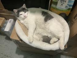 Found/Stray Female Cat last seen Spruce street and 3rd Street, Spokane, WA 99260